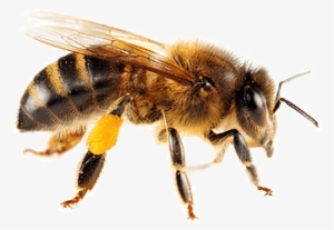 Isolated Bee - Honey Bee