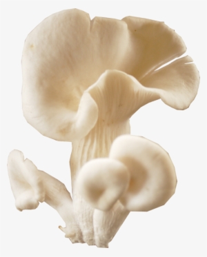 Mushroom Download Transparent Png Image - Oyster Mushroom