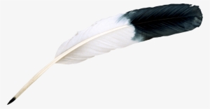 bird feather png image - bird feather png
