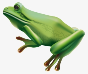 Frog Png