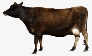 Indian Cow Png - Cow Side View Png