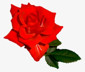 Bright Red Rose 03 - Bright Red Rose Png