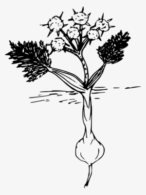 Computer Icons Root Plant Lomatium Cous Download - Biscuitroot Drawing