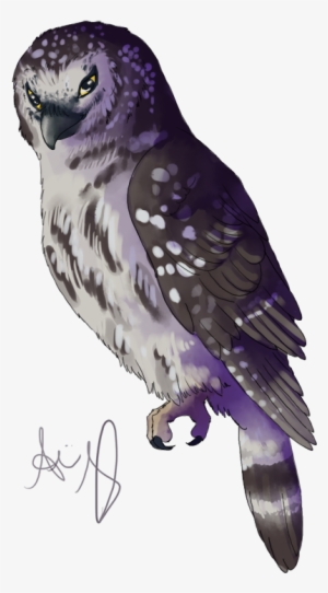 Boreal Owl Doodle - Northern Harrier