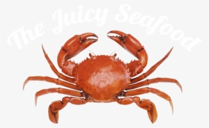 Stone Crab Png - Tense Bees And Shell-shocked Crabs (ebook)