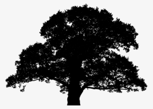 This Free Icons Png Design Of Detailed Large Oak Tree
