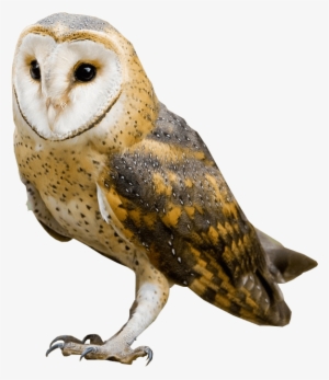 Barn Owl No Background Image - Owl With No Background