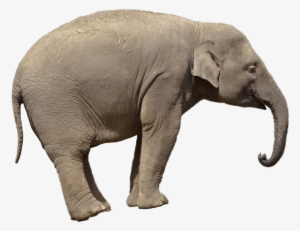 Download Png Image Report - Elephant