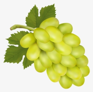 White Grape Png Clip Art Image - Green Grapes Clip Art