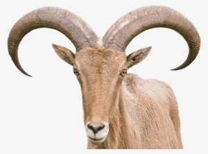 Barbary Sheep - Goat Horn Png