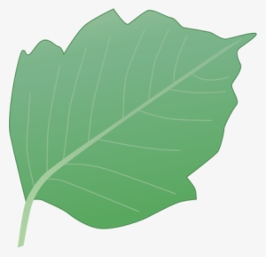 Ian Symbol Rhus Radicans Leaf - Illustration Of A Leaf