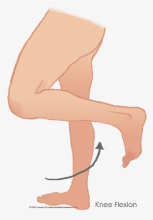 The Flexion Of The Knee 1 - Flex Leg At Knee