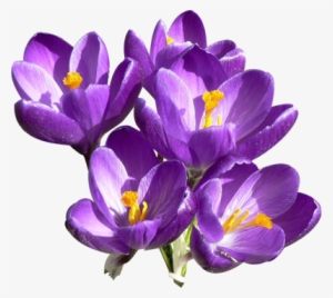 Purple Flower Collection - Purple Flowers Transparent Background