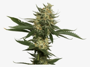 Clementine Sativa Marijuana Flower Cannabis Strain - Weed Plant Png