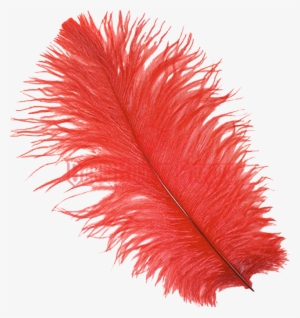 Red Feather Png Image Library Stock