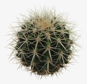 Barrel Cactus Png