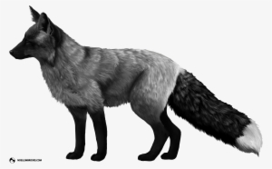 Fox Domestication And Pet Ownership - Black Piebald In Fox