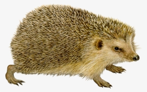 Hedgehog Png - Ёж Пнг