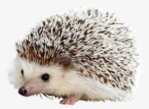 Hedgehog - Cute Hedgehog