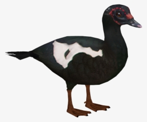 Muscovy Duck F - Muscovy Duck Png
