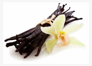 Vanilla Bean