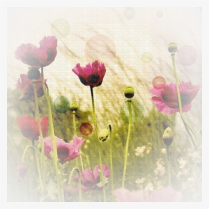 Soave Background Flowers Poppy Red Beige Green Transparent - Vintage Blumen Postkarte