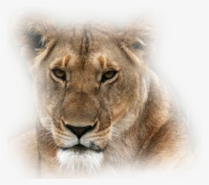 Misted-lionness - Masai Lion