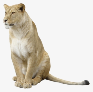 Lioness Free Png Image - Львица На Прозрачном Фоне