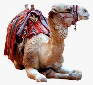Camel Photo Png - Arabian Camel