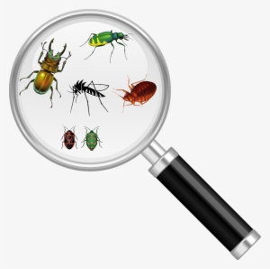 Bug Magnify Glass - Insect Under Magnifying Glass