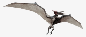 Pteranodon Info Graphic - Jurassic World Dinozorları Oyun