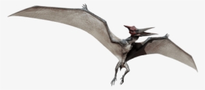 Pterodactyl Transparent Jurassic World - Jurassic World Fallen Kingdom  Pteranodon Transparent PNG - 592x295 - Free Download on NicePNG