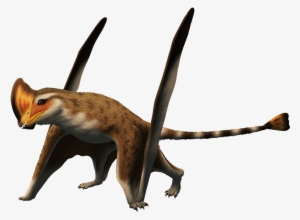 Caviramus Schesaplanensis, A Pterosaur From The Late - Caviramus