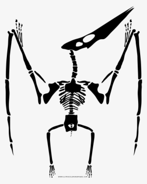 Clip Library Library Skeleton Coloring Page Ultra Pages - Como Desenhar O Esqueleto De Um Dinossauro