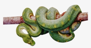 Serpent - Custom Characteristic Animal Popular 16x16 Inch One