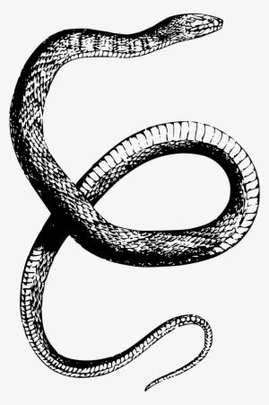Drawn Snake Snake Png - Snake Drawing Transparent