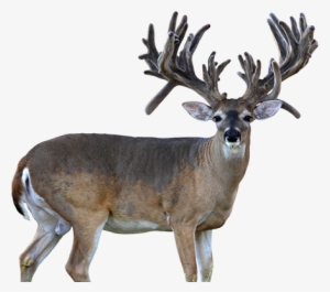 Texas Whitetail Buck - Whitetail Deer Transparent