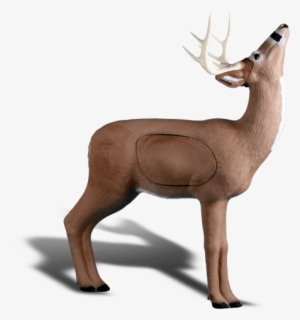 Browsing Buck - Rinehart Targets Rinehart Deer With Apple 3-d Foam