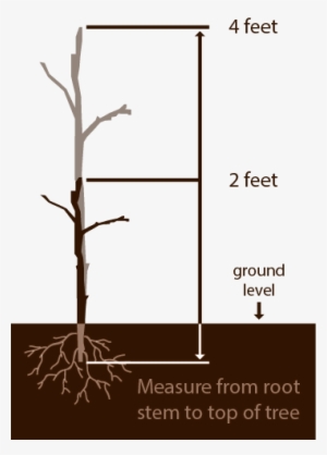 measure plant trees - portable network graphics