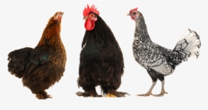 Posted - Lots Of Chickens Png