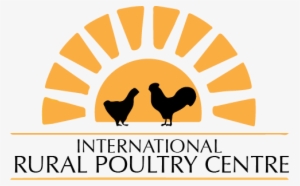 The International Rural Poultry Centre - Rooster