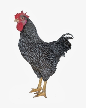 T88 Coloured Rooster For Breeding Organic, Label Rouge - Poulet Gris