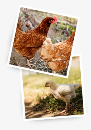 chickens - primal pastures