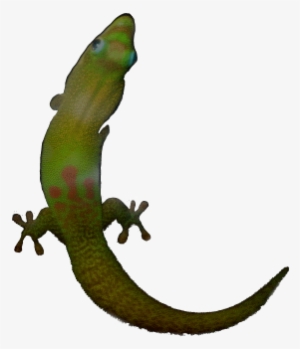 Day Gecko - - Phelsuma