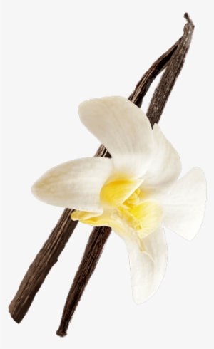 Vanilla - Lily