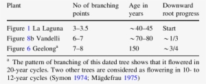Draco Trees In Order Of Downward Growth Of Their Aerial - Words To Live