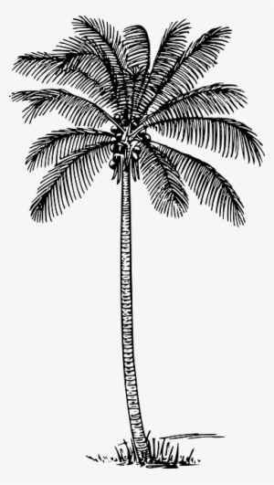 Black, Outline, Drawing, Sketch, Silhouette Silueta - Coconut Tree Outline