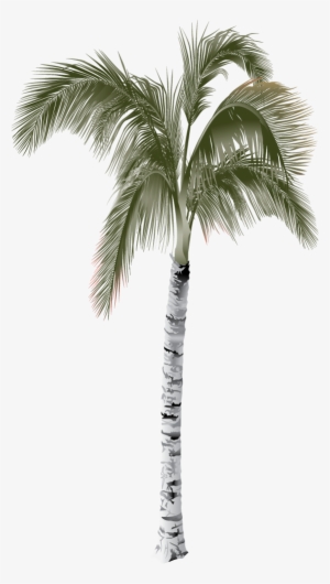 Parque Acuático - Palm Tree