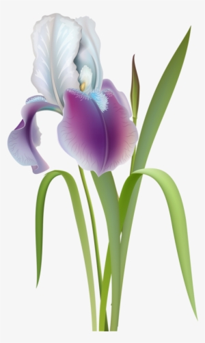 Content - Irises