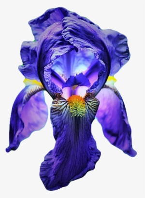 Go To Image - Blue Iris Flower Transparent